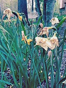 fading daffodils