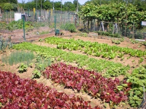 garden plot