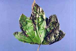 Anthracnose disease on leaf