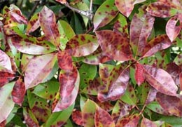 Entomosporium on photinia