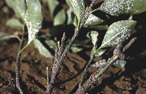 Euonymus scale