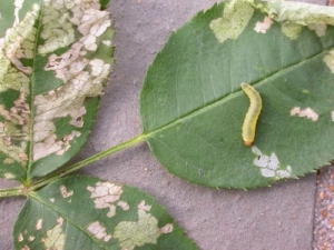 Rose Slug