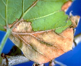 Sycamore Anthracnose