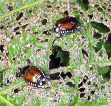 japanese beetles