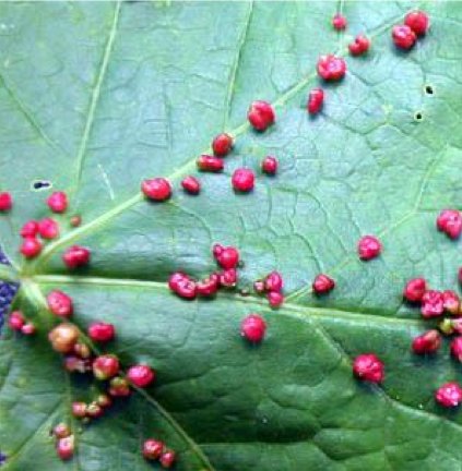 Eriophyid Mite Galls