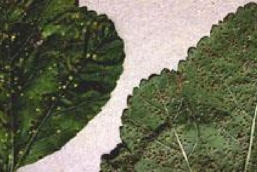 Rust pustules on Hollyhock