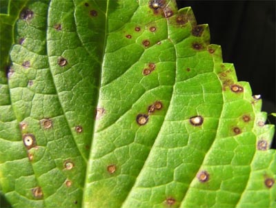 leaf spots disease fungal cercospora spot hydrangea plants mean trees center shrubs lab august turn florida extension vegetables cause