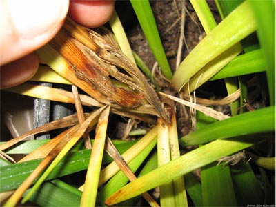 Phytophthora on Liriope