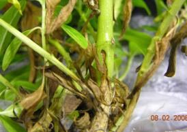 Phytophthora on Annual Vinca
