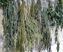 drying herbs