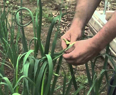Pinching garlic