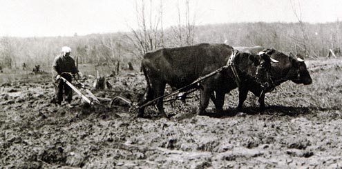 Oxen