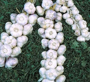 Garlic Sale to benefit Cornell Master Gardener program