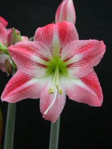 amaryllis 'Amourette'