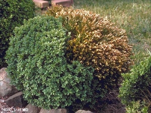 Defoliation and decline characteristic of boxwood blight
