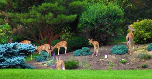 deer in lawn