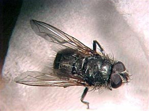 Cluster Fly  Yard and Garden