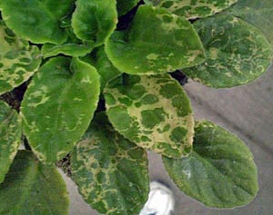 Water on leaves causes spots
