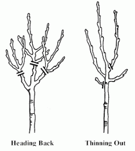 pruned branches