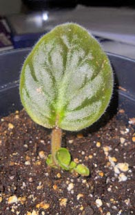 African Violets – Fairfax Gardening