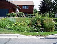 rain garden