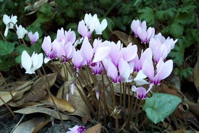 cyclamen