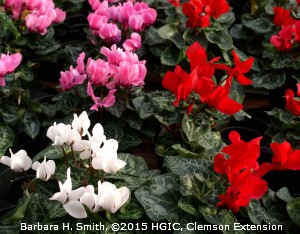 cyclamen