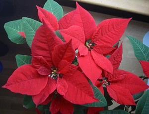 poinsettia