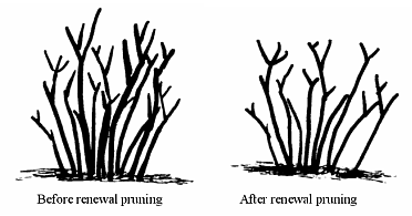renewal pruning
