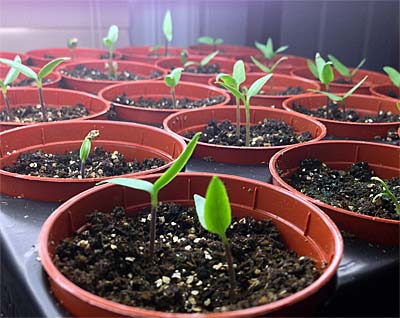 Seedlings with initial leaves