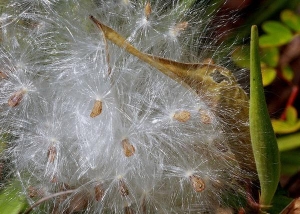 milkweed seed pods