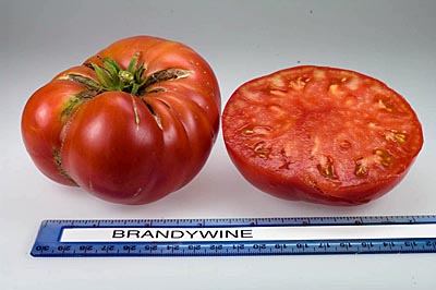 brandywine tomato