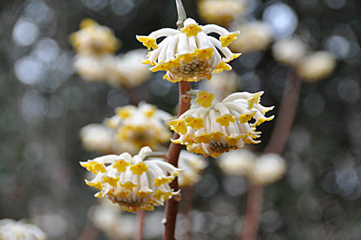 edgeworthia blooms