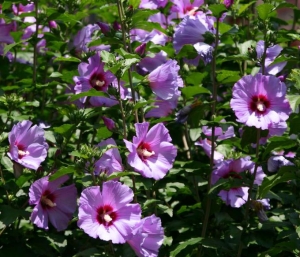 hibiscus-shrub