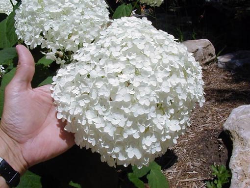 Annabelle Hydrangea