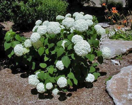 Annabelle hydrangea