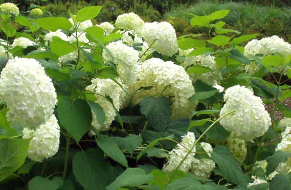 Annabelle Hydrangea