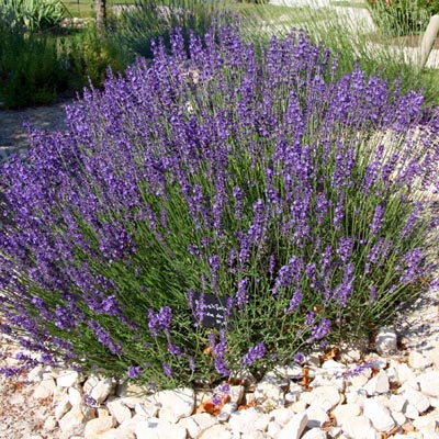 Lavender agustifolia