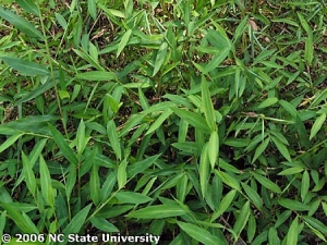 Japanese Stiltgrass
