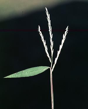 stiltgrass-seeds