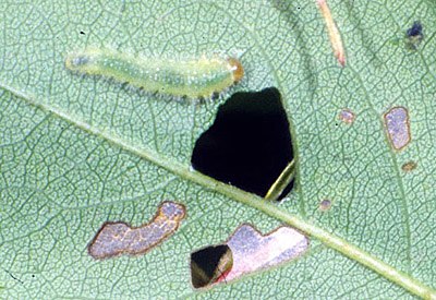 Bristly rose slug
