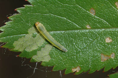 rose slug