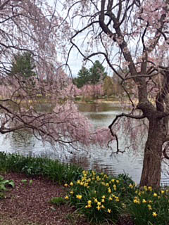 meadowlark garden