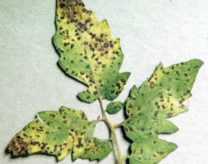 Septoria leaf spot on tomato leaves