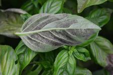 Gray fuzz on leaf