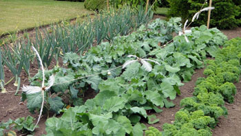 fall vegetable garden