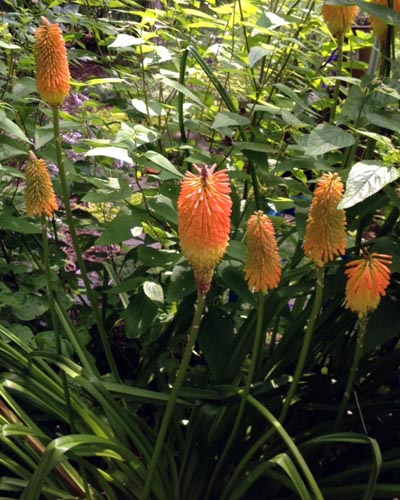 kniphophia