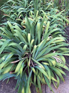 overgrown iris