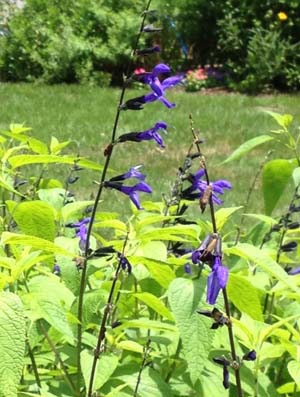 Salvia