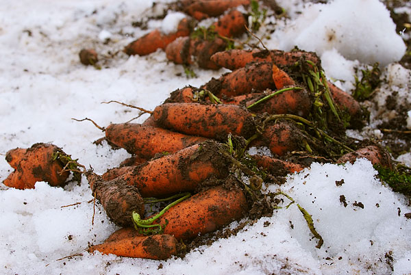 snowcarrots